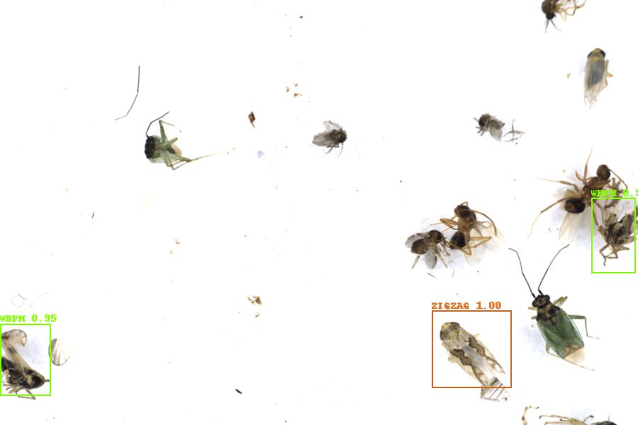 Image 7